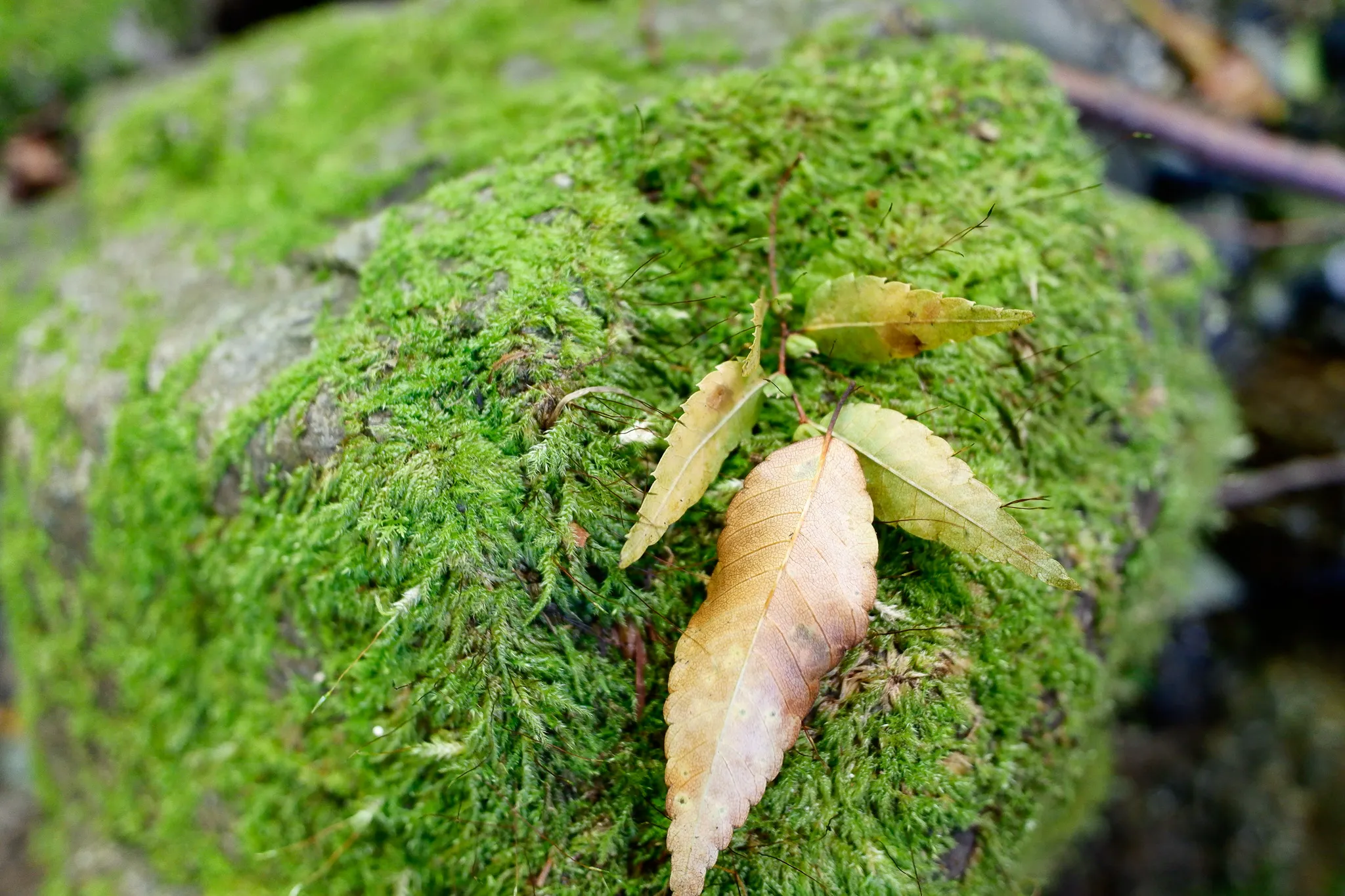 A fallen leaf on a moss-covered stone